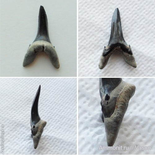 палеоген, эоцен, акулы, зубы акул, Chondrichthyes, Elasmobranchii, Mennerotodus, Lamniformes, Jaekelodontidae, shark teeth, sharks