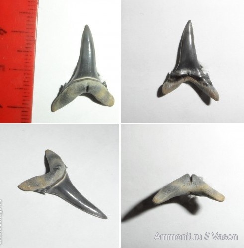 палеоген, зубы акул, Mennerotodus, намывные пески, shark teeth