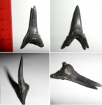 Striatolamia macrota, передний нижний