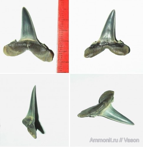 палеоген, кайнозой, зубы акул, carcharias cuspidata, намывные пески, shark teeth