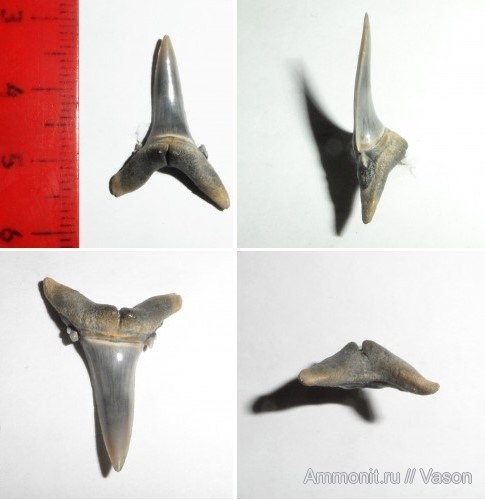 эоцен, Украина, зубы акул, Киев, приабон, Hypotodus, Hypotodus verticalis, Eocene, shark teeth
