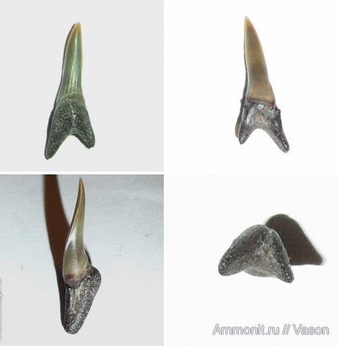 эоцен, акулы, Украина, зубы акул, приабон, Hypotodus, намывные пески, shark teeth, sharks