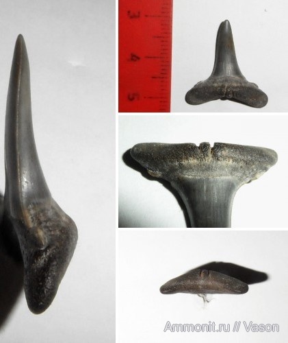 зубы, хрящевые рыбы, эоцен, акулы, Chondrichthyes, Elasmobranchii, Lamniformes, Odontaspididae, Synodontaspis, teeth, sharks