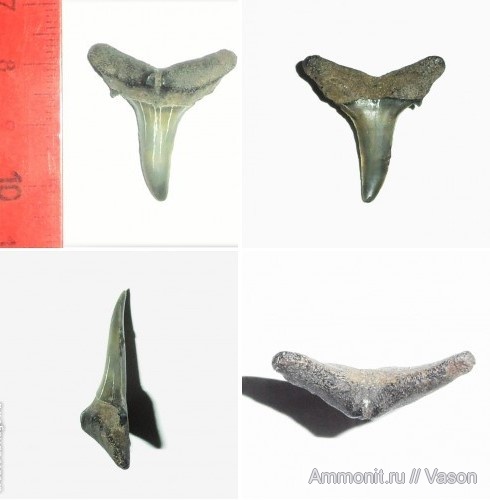 палеоген, кайнозой, зубы акул, намывные пески, shark teeth