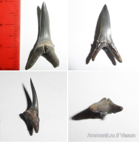 зубы, хрящевые рыбы, эоцен, акулы, Chondrichthyes, Elasmobranchii, бартон, Lamniformes, Odontaspididae, Hypotodus, teeth, sharks