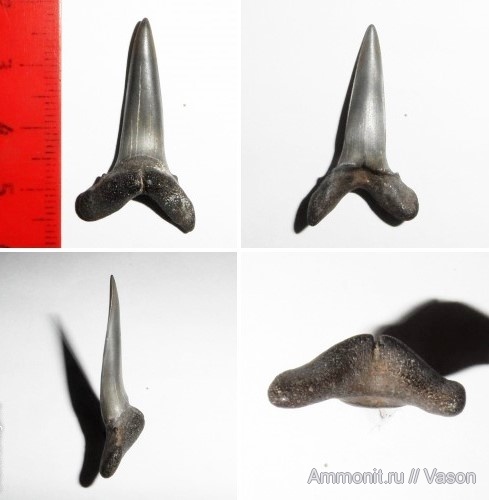 зубы, эоцен, акулы, Украина, зубы акул, Elasmobranchii, Striatolamia, Striatolamia macrota, Lamniformes, Odontaspididae, teeth, shark teeth, sharks