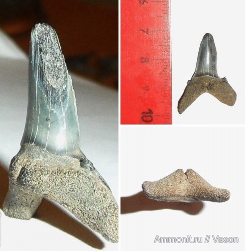 палеоген, хрящевые рыбы, эоцен, акулы, Украина, зубы акул, Chondrichthyes, Elasmobranchii, Lamniformes, приабон, Jaekelodontidae, Borealotodus, shark teeth, sharks