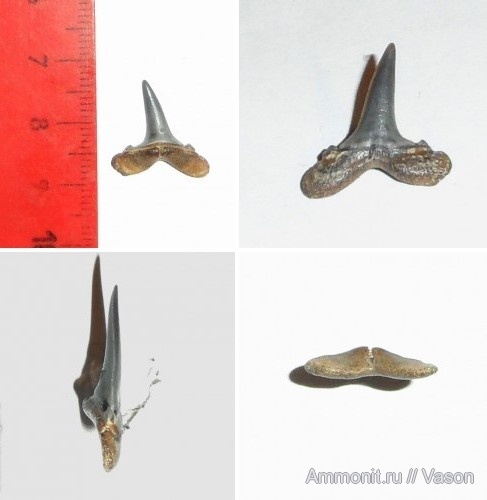 палеоген, кайнозой, зубы акул, carcharias cuspidata, намывные пески, shark teeth