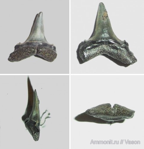 палеоген, кайнозой, зубы акул, намывные пески, Tobolamna, shark teeth