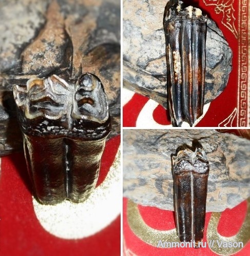 плейстоцен, кайнозой, Украина, намывные пески, Черкассы, зуб лошади