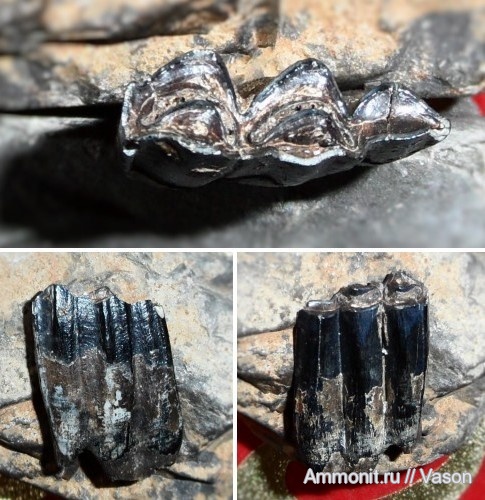 плейстоцен, кайнозой, намывные пески, Черкассы