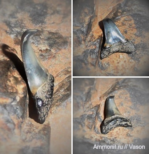 палеоген, кайнозой, прижизненные повреждения, зубы акул, намывные пески, Черкассы, Macrohizodus, shark teeth