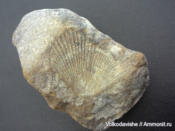 Двустворчатые моллюски