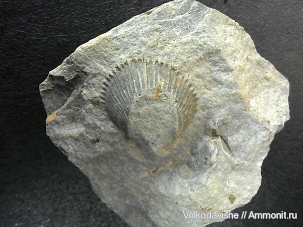 Украина, кремень