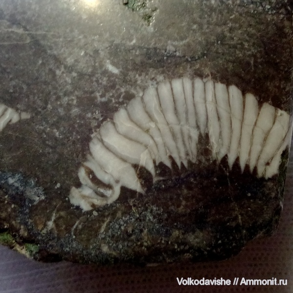 кораллы, Украина