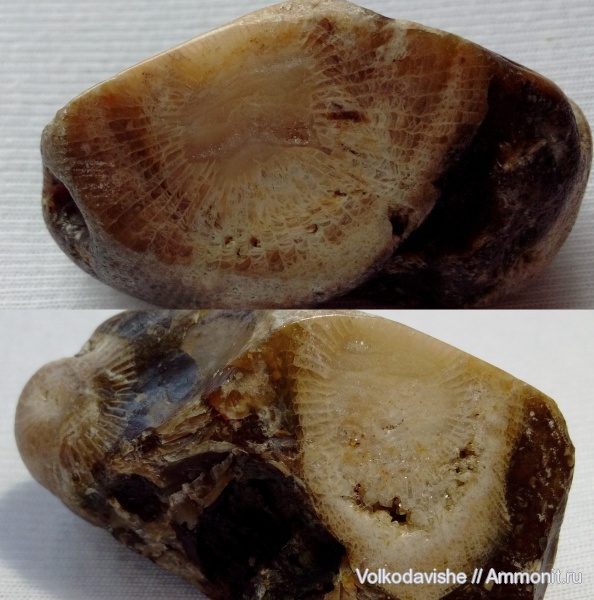 кораллы, палеозой, Украина, Rugosa