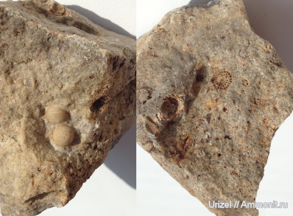 фораминиферы, Foraminifera, Schwagerina