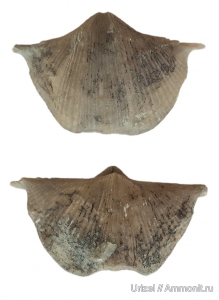брахиоподы, девон, Cyrtospirifer rudkinensis, Epizoans