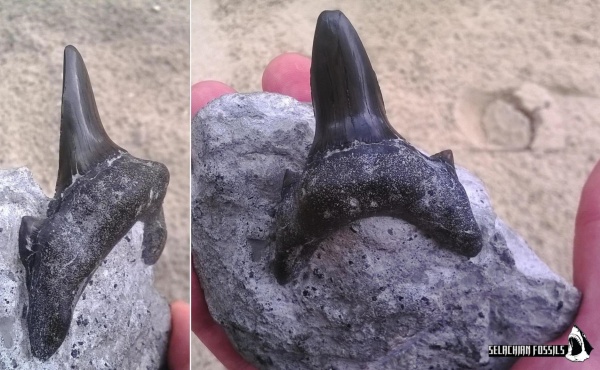 Cretodus, Cretoxyrhinidae, Credotus