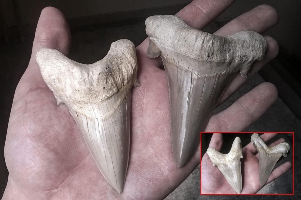 эоцен, Марокко, Otodus, Lamniformes, Otodontidae