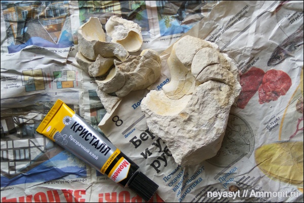 наутилоидеи