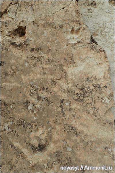 неоген, позвоночные, млекопитающие, Казахстан, кайнозой