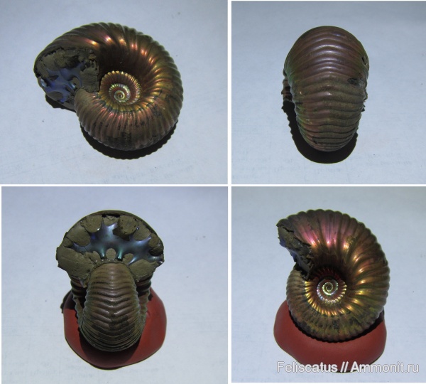 Общая галерея