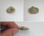 Cleiothyridina pectinata Cleiothyridina pectinata