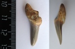 Зуб  акулы, предположительно Cretoxyrhina