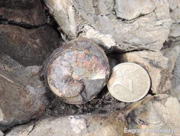 мел, мезозой, нижний мел, аптский ярус, Aconeceras, Сосенки