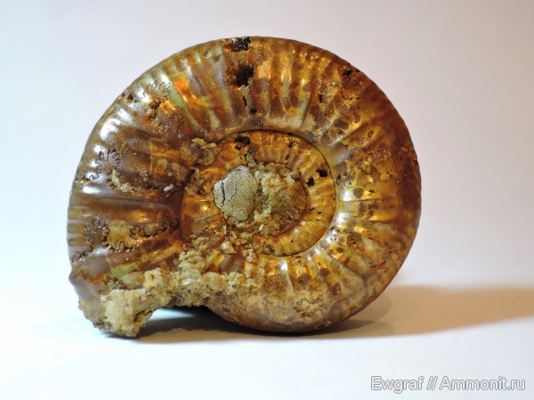 юра, мезозой, келловей, Choffatia, Perisphinctidae, Саратовская область, Зоринка