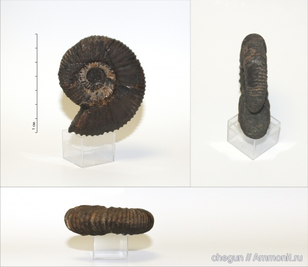 Epivirgatites, Epivirgatites nikitini, Кашпир, Dorsoplanitidae