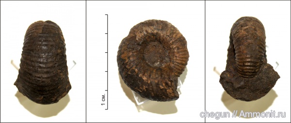 нижний келловей, келловей, Cadoceras, Cadoceras elatmae, Cadoceratinae, Cardioceratidae, Paracadoceras, Paracadoceras elatmae