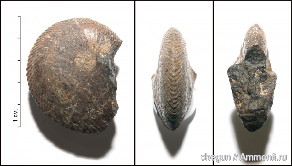 аммониты, нижний келловей, келловей, Самарская область, Chamoussetia, Cadoceratinae, Cardioceratidae, Ammonites, Chamoussetia chamousseti, Callovian, Middle Jurassic, Lower Callovian