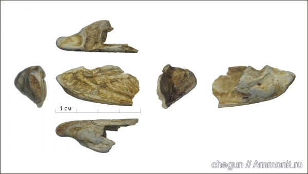 Самарская область, лабиринтодонты, angusaurus