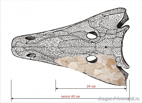 Самарская область, Benthosuchus, лабиринтодонты