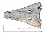 Крупный фрагмент черепа лабиринтодонта Benthosuchus  sp.