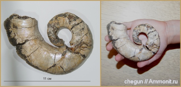 гетероморфные аммониты, Audouliceras, Ancyloceratidae