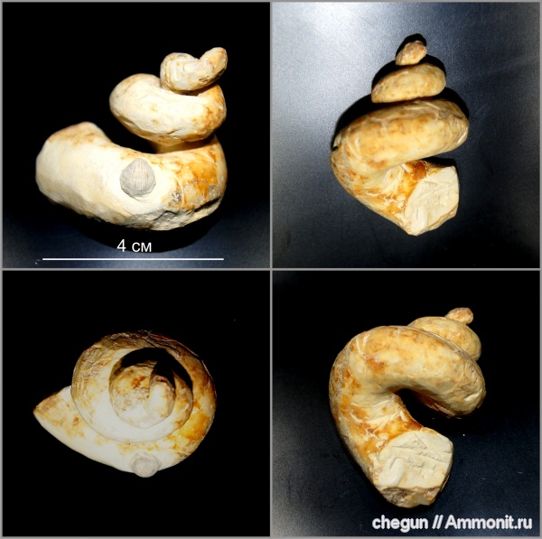гастроподы, мел, Самарская область