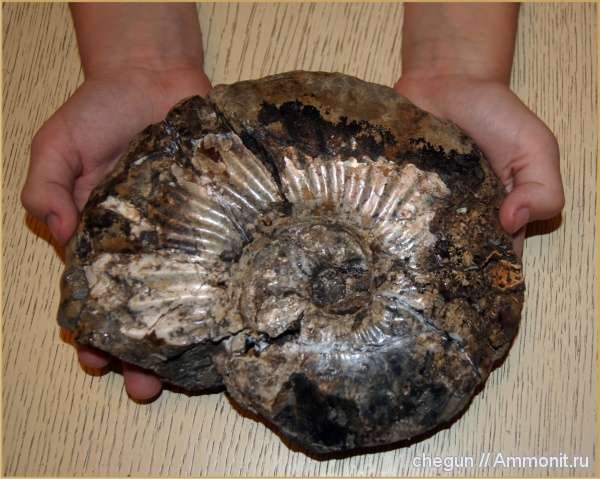 аммониты, Ульяновская область, Deshayesites