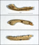 Фрагмент нижней челюсти лабиринтодонта Wetlugasaurus sp.