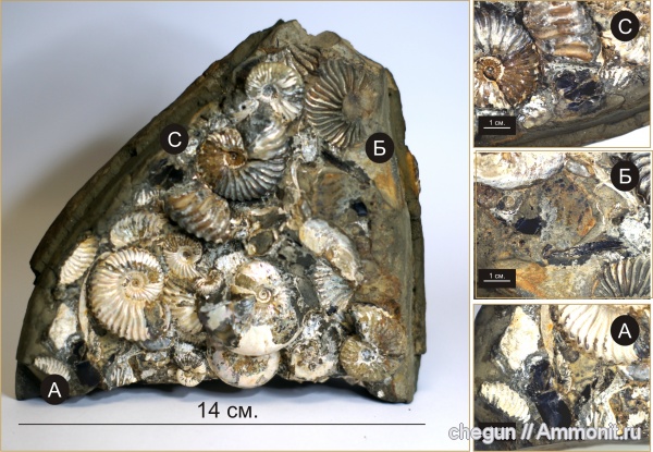 Deshayesites, Aconeceras