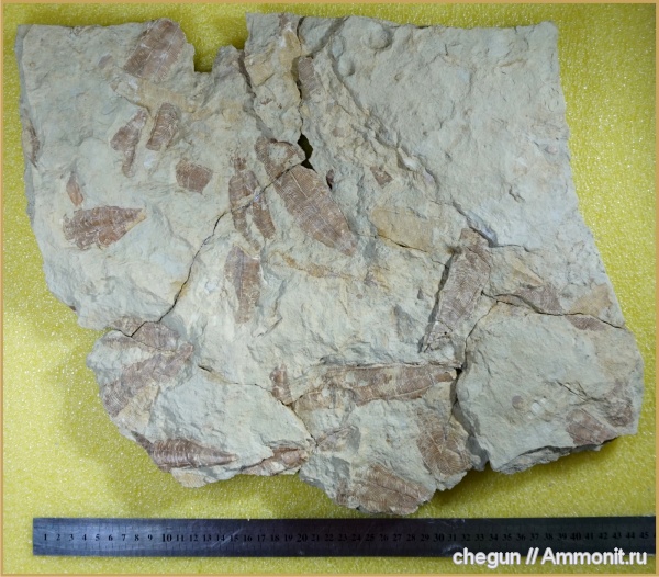 Самарская область, Камышлинский район