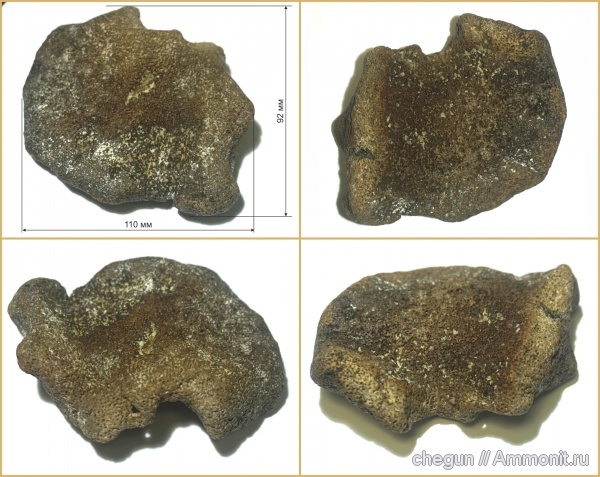 губки, Нижняя Банновка, Берег Плезиозавров