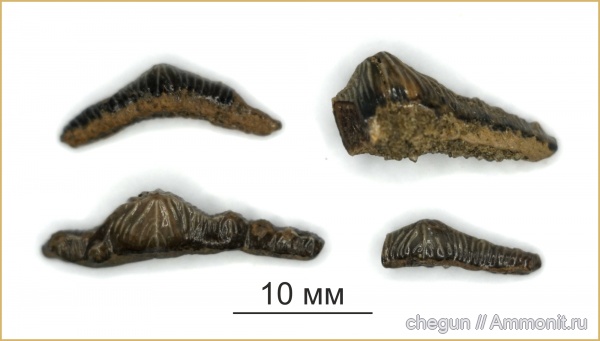 сеноман, Polyacrodus, Саратовская область, Пудовкино, полиакродус