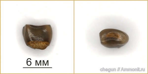 сеноман, Саратовская область, Пудовкино, Pycnodontiformes