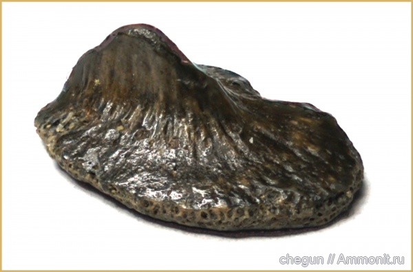 рыбы, сеноман, Саратовская область, Пудовкино, кожный шип, dermal denticle