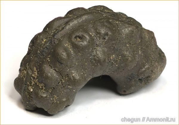 аммониты, сеноман, Саратовская область, Schloenbachia, Пудовкино