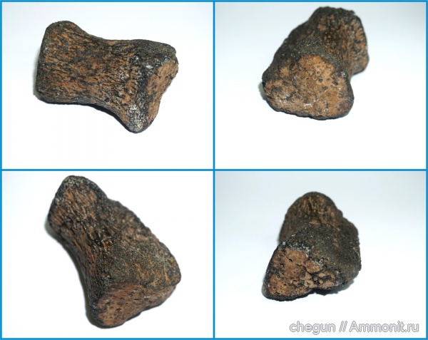 плезиозавры, плиозавры, Ульяновская область, элемент ласта морской рептилии
