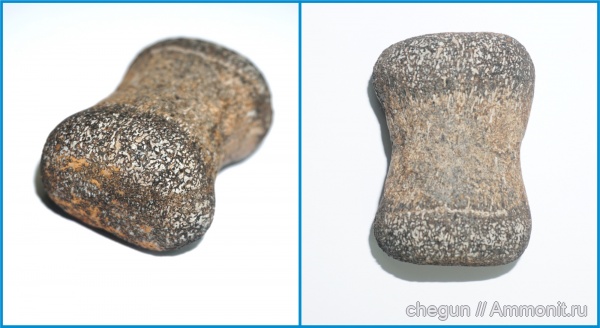 плезиозавры, плиозавры, Ульяновская область, элемент ласта морской рептилии